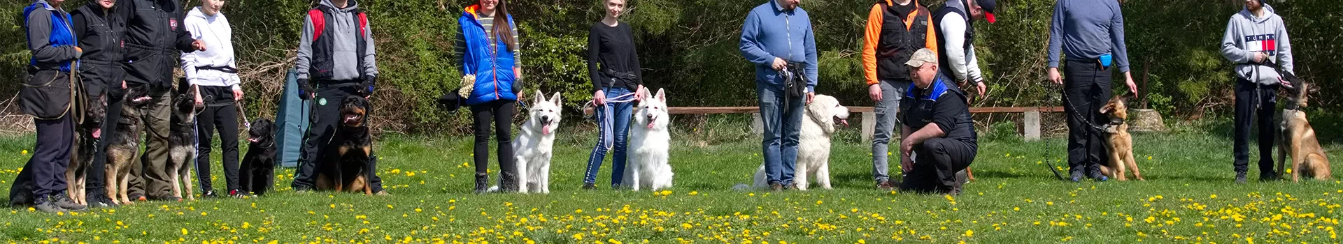 ludzie z psami na smyczach