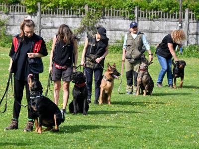 professional-dog-galeria-komorowice-131