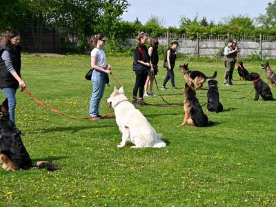 professional-dog-galeria-komorowice-132