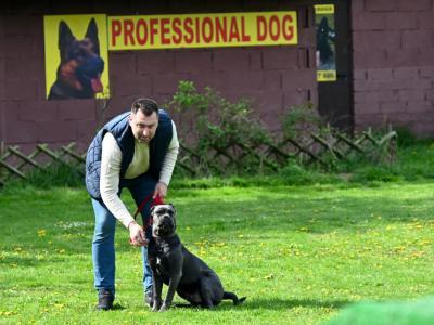 professional-dog-galeria-komorowice-136