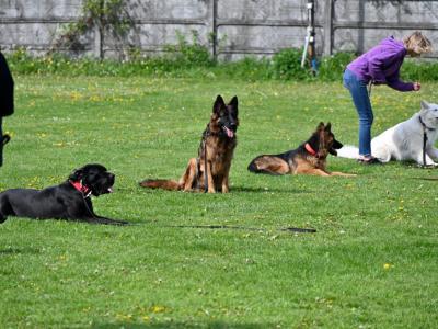 professional-dog-galeria-komorowice-151