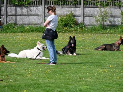 professional-dog-galeria-komorowice-152