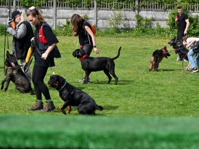 professional-dog-galeria-komorowice-155