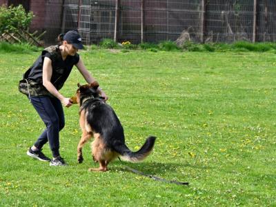 professional-dog-galeria-komorowice-156