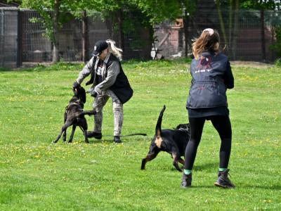 professional-dog-galeria-komorowice-157