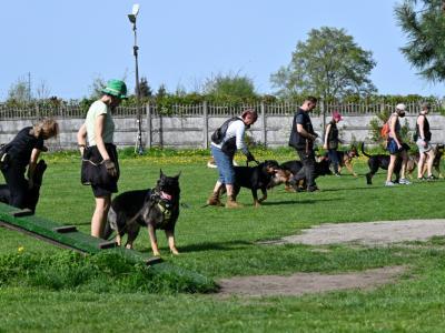 professional-dog-galeria-komorowice-16