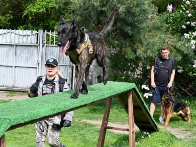 professional-dog-galeria-komorowice-165