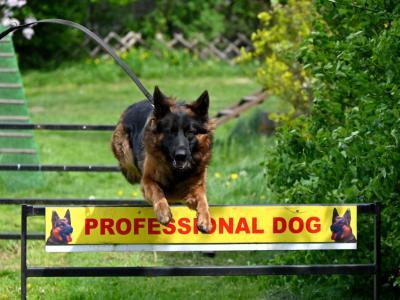 professional-dog-galeria-komorowice-167