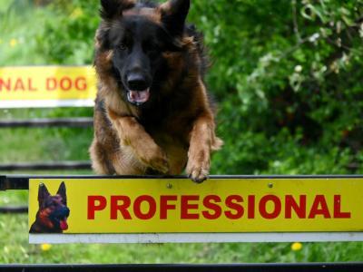 professional-dog-galeria-komorowice-168