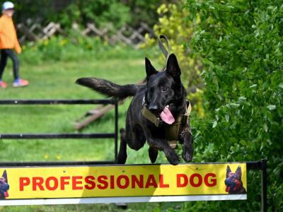 professional-dog-galeria-komorowice-169