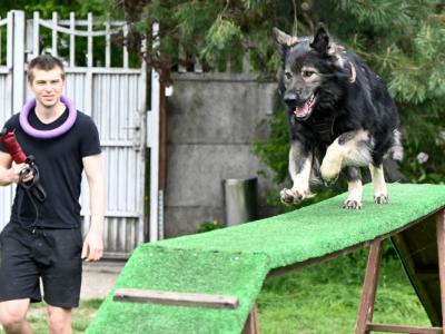 professional-dog-galeria-komorowice-183