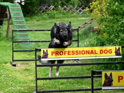 professional-dog-galeria-komorowice-186