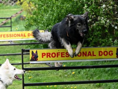 professional-dog-galeria-komorowice-187