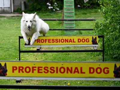 professional-dog-galeria-komorowice-189