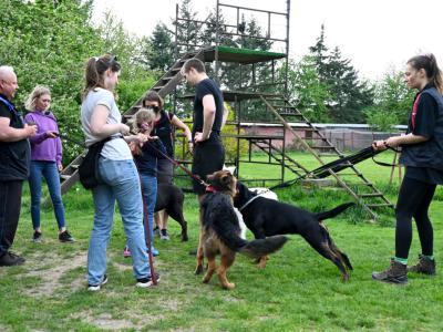 professional-dog-galeria-komorowice-190