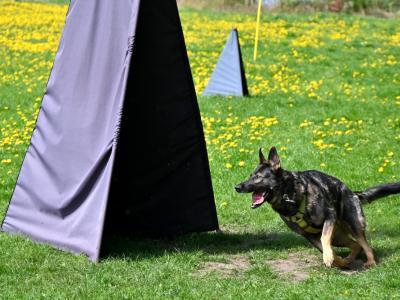 professional-dog-galeria-komorowice-61