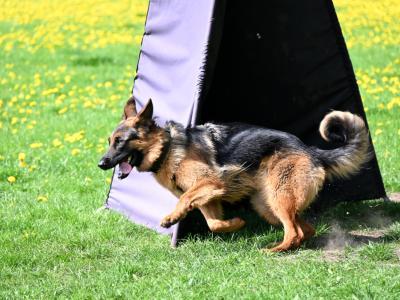 professional-dog-galeria-komorowice-65