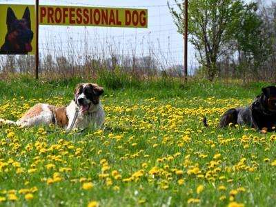 professional-dog-galeria-komorowice-76