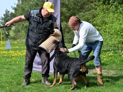 professional-dog-galeria-komorowice-95